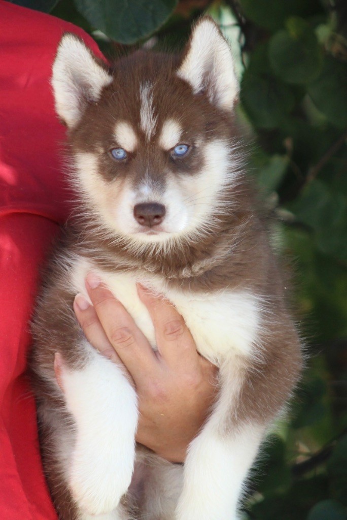 De La Tendre Puissance - Chiots disponibles - Siberian Husky
